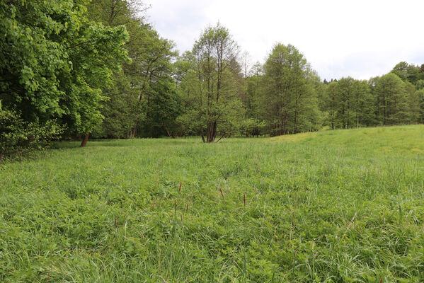 Jívka, Horní Vernéřovice, 29.5.2022
Niva Dřevíče.
Klíčová slova: Jívka Horní Vernéřovice niva Dřevíče Aplotarsus angustulus