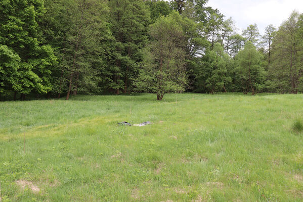 Jívka, Horní Vernéřovice, 29.5.2022
Niva Dřevíče.
Klíčová slova: Jívka Horní Vernéřovice niva Dřevíče Aplotarsus angustulus