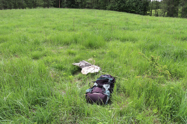 Jívka, Horní Vernéřovice, 29.5.2022
Louka na svahu nad Dřevíčem.
Klíčová slova: Jívka Horní Vernéřovice údolí Dřevíče Aplotarsus angustulus