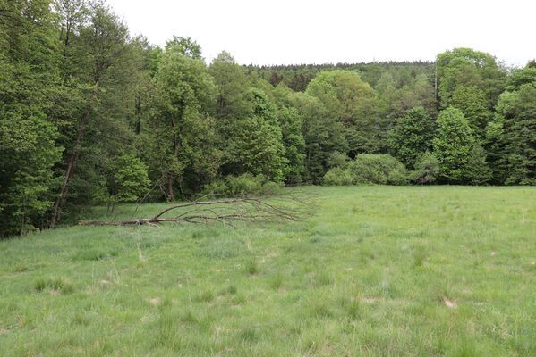 Jívka, Horní Vernéřovice, 29.5.2022
Louka na svahu nad Dřevíčem.
Schlüsselwörter: Jívka Horní Vernéřovice údolí Dřevíče Aplotarsus angustulus