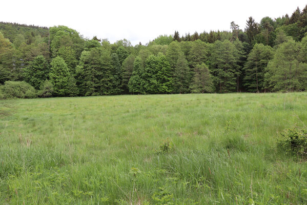 Jívka, Horní Vernéřovice, 29.5.2022
Louka na svahu nad Dřevíčem.
Keywords: Jívka Horní Vernéřovice údolí Dřevíče Aplotarsus angustulus