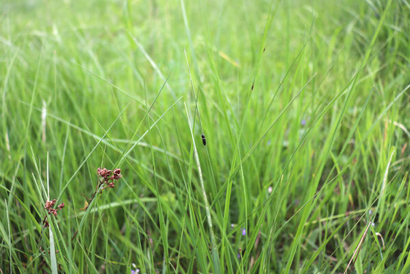 Jívka, Horní Vernéřovice, 29.5.2022
Louka na svahu nad Dřevíčem. Kovařík Aplotarsus angustulus.
Klíčová slova: Jívka Horní Vernéřovice údolí Dřevíče Aplotarsus angustulus