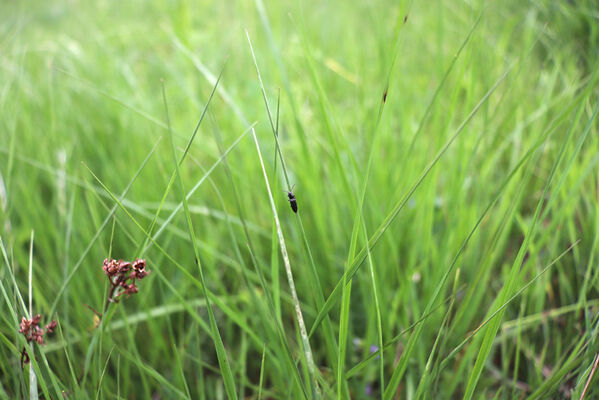 Jívka, Horní Vernéřovice, 29.5.2022
Louka na svahu nad Dřevíčem. Kovařík Aplotarsus angustulus.
Mots-clés: Jívka Horní Vernéřovice údolí Dřevíče Aplotarsus angustulus