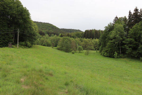 Jívka, Horní Vernéřovice, 29.5.2022 
Údolí pod polesím U Milířů.
Keywords: Jívka Horní Vernéřovice U Milířů Aplotarsus angustulus