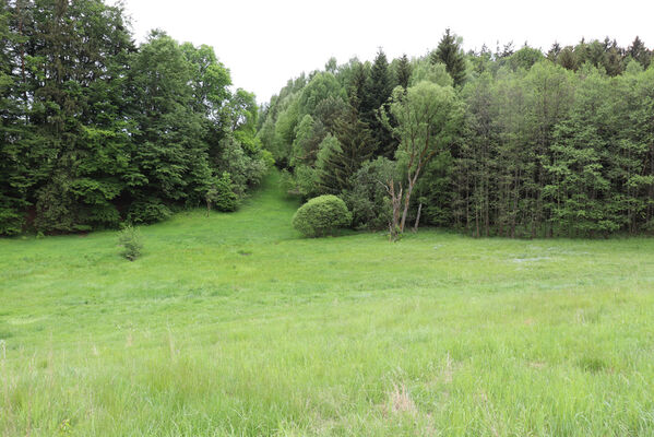 Jívka, Horní Vernéřovice, 29.5.2022 
Údolí pod polesím U Milířů.
Schlüsselwörter: Jívka Horní Vernéřovice U Milířů Aplotarsus angustulus incanus