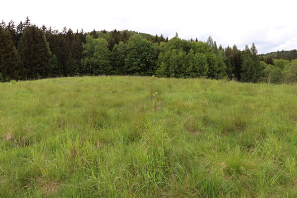 Jívka, Horní Vernéřovice, 29.5.2022 
Údolí pod polesím U Milířů.
Klíčová slova: Jívka Horní Vernéřovice U Milířů