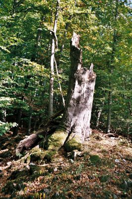 Habrůvka, 6.10.2006
Býčí skála - Kostelík. 
Schlüsselwörter: Habrůvka Býčí skála Kostelík Ischnodes sanguinicollis