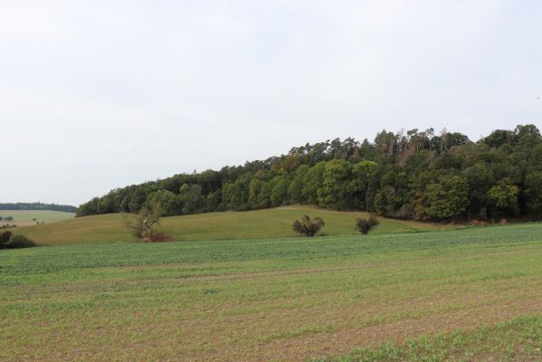 Habřina, 23.9.2020
PP Vražba.
Keywords: Habřina PP Vražba Limarus maculatus