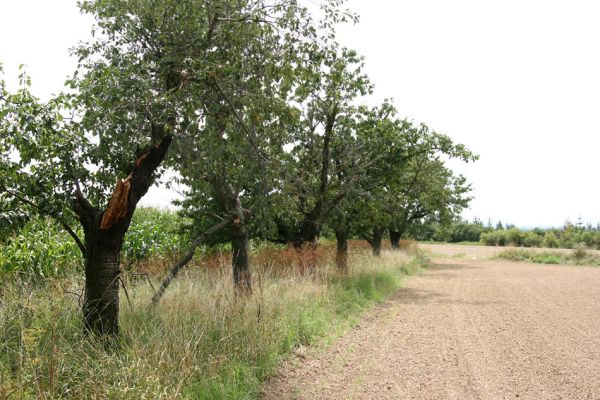 Habřina - Neznášov, 9.8.2009
Třešňovka na kopci.
Klíčová slova: Habřina Neznášov Anthaxia candens