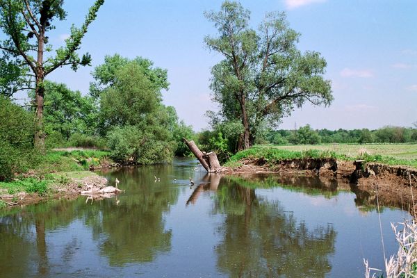 Háj ve Slezsku, Opava, 25.5.2005
Meandry řeky Opavy. 
Schlüsselwörter: Háj ve Slezsku Opava