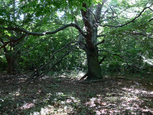 Stará Bašta, 17.7.2011
Cerová vrchovina, Pohanský hrad. Zarůstající pastevní les na náhorní plošině. 
Mots-clés: Cerová vrchovina Stará Bašta Pohanský vrch Nematodes filum Hylis olexai cariniceps simonae