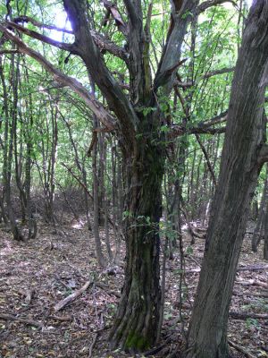 Stará Bašta, 17.7.2011
Cerová vrchovina, Pohanský hrad. Zarůstající pastevní les na náhorní plošině. 
Mots-clés: Cerová vrchovina Stará Bašta Pohanský vrch Nematodes filum