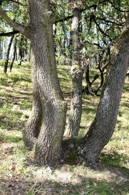 Hajnáčka, 28.9.2012
Cerová vrchovina - vrch Zaboda.
Schlüsselwörter: Hajnáčka Cerová vrchovina vrch Zaboda Ischnodes sanguinicollis Limoniscus violaceus