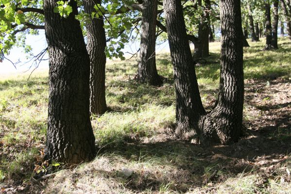 Hajnáčka, 28.9.2012
Cerová vrchovina - vrch Zaboda.
Klíčová slova: Hajnáčka Cerová vrchovina vrch Zaboda Ischnodes sanguinicollis Limoniscus violaceus