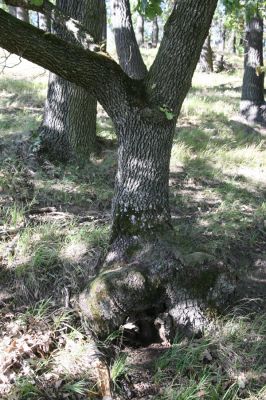 Hajnáčka, 28.9.2012
Cerová vrchovina - vrch Zaboda.
Mots-clés: Hajnáčka Cerová vrchovina vrch Zaboda Ischnodes sanguinicollis Limoniscus violaceus