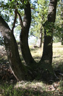 Hajnáčka, 28.9.2012
Cerová vrchovina - vrch Zaboda.
Klíčová slova: Hajnáčka Cerová vrchovina vrch Zaboda Ischnodes sanguinicollis Limoniscus violaceus