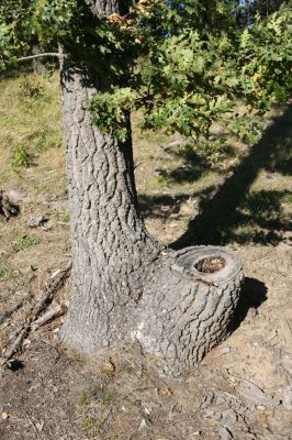 Hajnáčka, 28.9.2012
Cerová vrchovina - vrch Zaboda.
Klíčová slova: Hajnáčka Cerová vrchovina vrch Zaboda