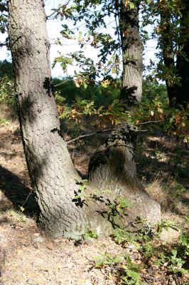 Hajnáčka, 28.9.2012
Cerová vrchovina - vrch Zaboda.
Schlüsselwörter: Hajnáčka Cerová vrchovina vrch Zaboda