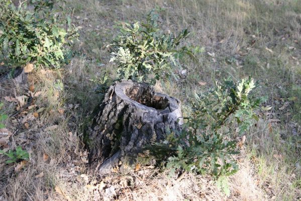 Hajnáčka, 28.9.2012
Cerová vrchovina - vrch Zaboda.
Mots-clés: Hajnáčka Cerová vrchovina vrch Zaboda Ischnodes sanguinicollis Limoniscus violaceus