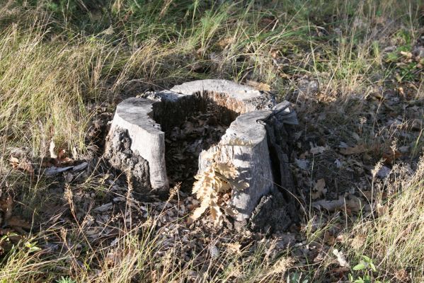 Hajnáčka, 28.9.2012
Cerová vrchovina - vrch Zaboda.
Schlüsselwörter: Hajnáčka Cerová vrchovina vrch Zaboda Megapenthes lugens