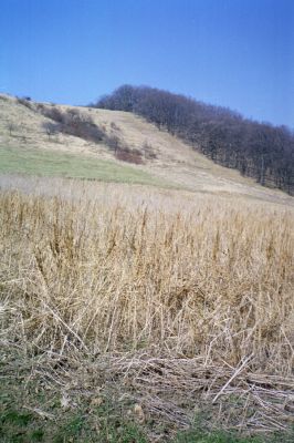 Hajnáčka, 30.3.2002
Les nad sedlem pod vrchem Zaboda.
Klíčová slova: Hajnáčka Zaboda