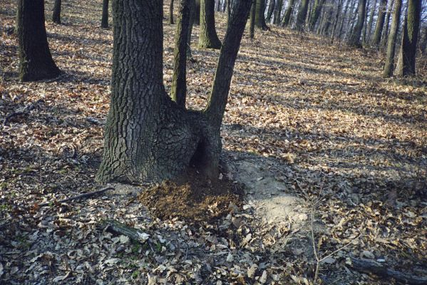 Hajnáčka, 30.3.2002
Sedlo pod jihozápadním svahem vrchu Zaboda.


Mots-clés: Hajnáčka Zaboda Ischnodes sanguinicollis Limoniscus violaceus