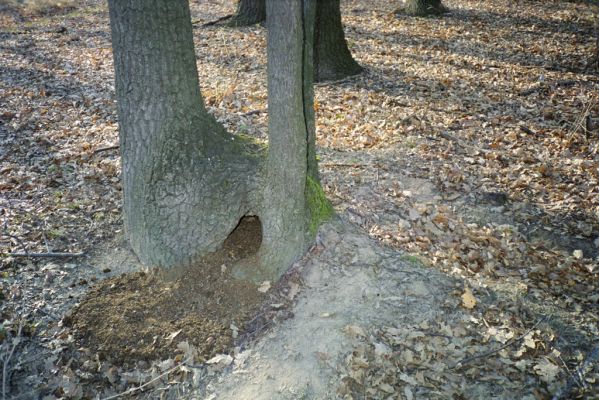 Hajnáčka, 30.3.2002
Sedlo pod jihozápadním svahem vrchu Zaboda.
Klíčová slova: Hajnáčka Zaboda Ischnodes sanguinicollis Limoniscus violaceus