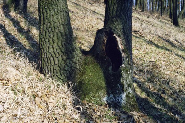 Hajnáčka, 30.3.2002
Les nad sedlem vrchem Zaboda.

Klíčová slova: Hajnáčka Zaboda Ischnodes sanguinicollis Limoniscus violaceus