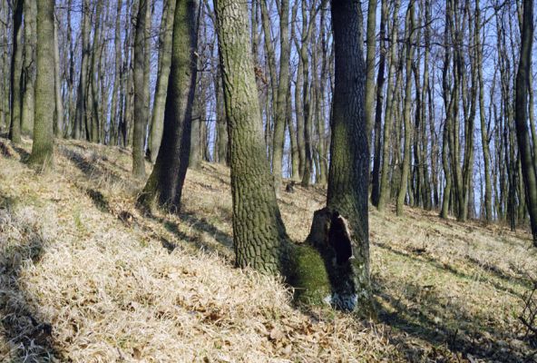 Hajnáčka, 30.3.2002
Les nad sedlem vrchem Zaboda.


Mots-clés: Hajnáčka Zaboda Ischnodes sanguinicollis Limoniscus violaceus