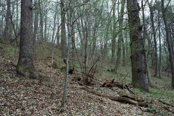 Mouchenice, 19.4.2004
Ždánický les. Padlý dub v lese na svahu mezi Haluzickou hájovnou a stanicí Jastřebice.
Klíčová slova: Mouchenice Ždánický les údolí Kyjovky Halizická hájovna Stenagostus rhombeus