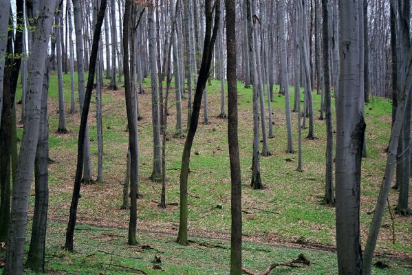 Lovčice, 19.4.2004
Ždánický les, Rezervace U Vrby. Kovařík Ampedus rufipennis v trouchnivém dřevě pařezu buku.



Schlüsselwörter: Lovčice Ždánický les rezervace U Vrby Ampedus rufipennis Aesalus scarabaeoides