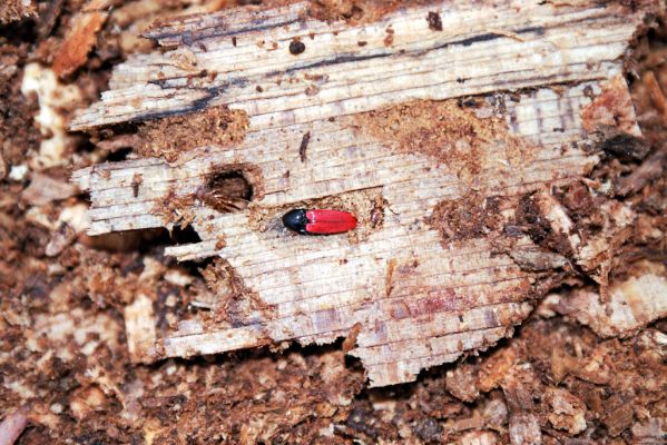 Lovčice, 19.4.2004
Ždánický les, Rezervace U Vrby. Kovařík Ampedus rufipennis v trouchnivém dřevě pařezu buku.


