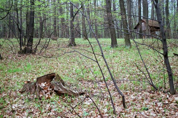 Mouchenice, 19.4.2004
Ždánický les. Les západně od Haluzic.


Schlüsselwörter: Mouchenice Ždánický les U Kříže Ampedus nigerrimus pomorum Aedalus scarabaeoides