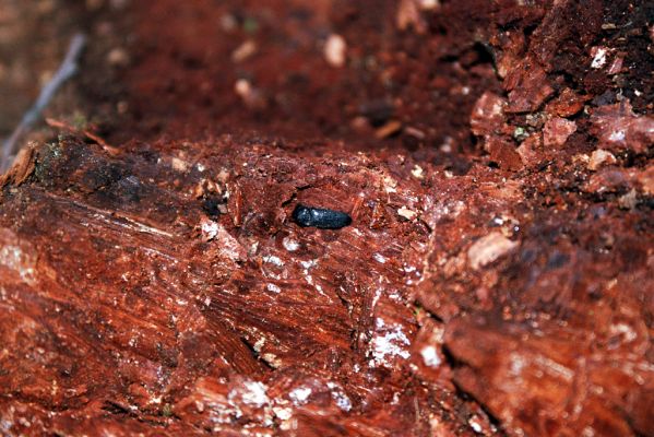 Mouchenice, 19.4.2004
Ždánický les, U Kříže. Kovařík Ampedus nigerrimus v trouchnivém dřevě pařezu modřínu.
Klíčová slova: Mouchenice Ždánický les U Kříže Ampedus nigerrimus