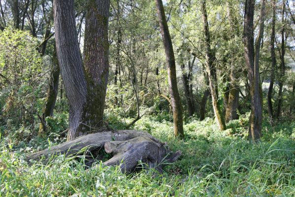 Harhaj, 19.9.2014
Meandry Topľy - lužní les.



Mots-clés: Harhaj řeka Topľa Calambus bipustulatus