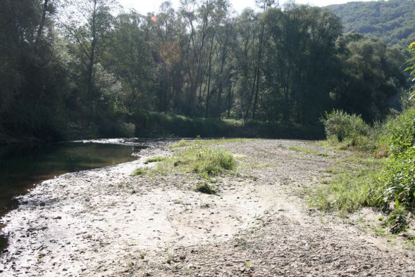 Harhaj, 19.9.2014
Meandry Topľy.



Klíčová slova: Harhaj řeka Topľa Zorochros dermestoides meridionalis quadriguttatus