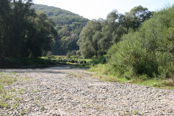 Harhaj, 19.9.2014
Meandry Topľy.


Mots-clés: Harhaj řeka Topľa Zorochros dermestoides meridionalis quadriguttatus