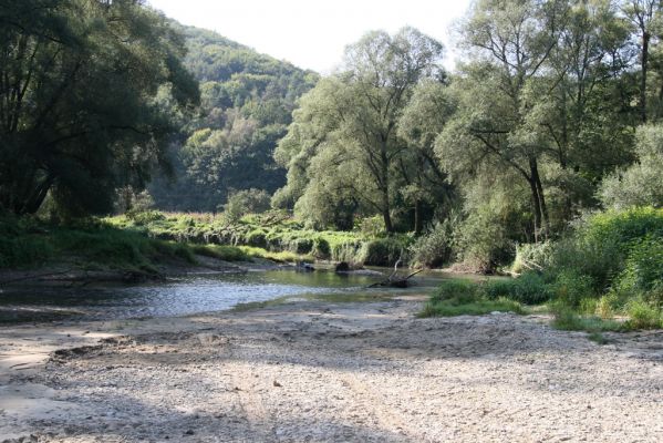 Harhaj, 19.9.2014
Meandry Topľy.



Keywords: Harhaj řeka Topľa Zorochros dermestoides meridionalis quadriguttatus