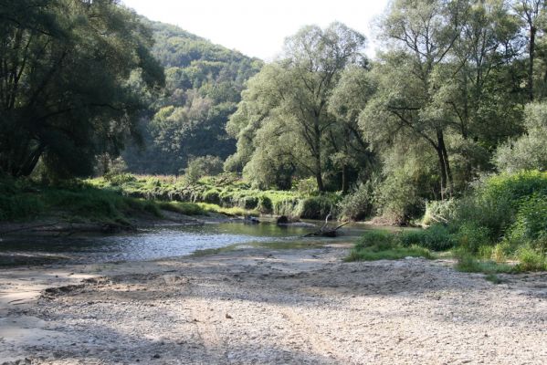 Harhaj, 19.9.2014
Meandry Topľy.



Schlüsselwörter: Harhaj řeka Topľa Zorochros dermestoides meridionalis quadriguttatus