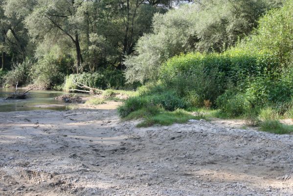 Harhaj, 19.9.2014
Meandry Topľy.



Schlüsselwörter: Harhaj řeka Topľa Zorochros dermestoides meridionalis quadriguttatus