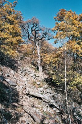 Místo, 26.10.2006
Suťový les s mohutnými duby na jižním svahu údolí Prunéřovského potoka.
Keywords: Krušné hory Místo Prunéřovský potok páchník Osmoderma