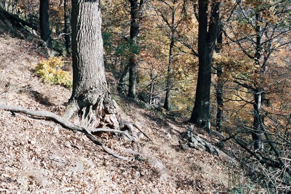 Místo, 26.10.2006
Staré duby v suťových lesích na jižních svazích v údolí Prunéřovského potoka.
Schlüsselwörter: Krušné hory Místo Prunéřovský potok páchník Osmoderma