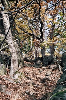 Místo, 26.10.2006
Suťový les na jižních svazích v údolí Prunéřovského potoka.
Klíčová slova: Krušné hory Místo Prunéřovský potok