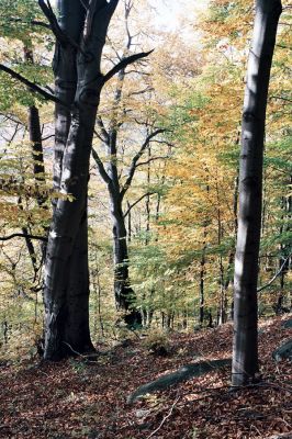 Místo, 26.10.2006
Suťový les na jižních svazích v údolí Prunéřovského potoka.
Mots-clés: Krušné hory Místo Prunéřovský potok