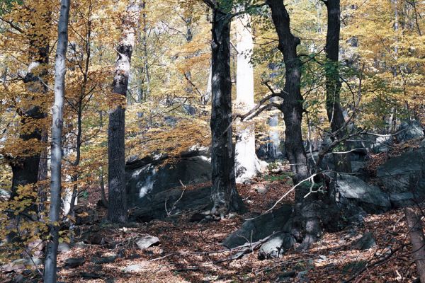 Místo, 26.10.2006
Suťový les na jižních svazích v údolí Prunéřovského potoka.
Schlüsselwörter: Krušné hory Místo Prunéřovský potok