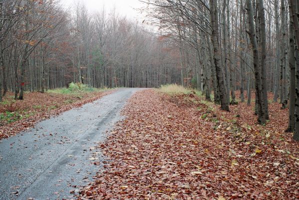 Havlíčkova Borová, 28.10.2004
Saifertův buk - Borovská jezírka.
Schlüsselwörter: Havlíčkova Borová Saifertův buk