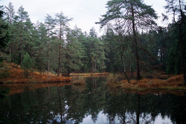 Havlíčkova Borová, 28.10.2004
Borovská jezírka.
Schlüsselwörter: Havlíčkova Borová Borovská jezírka