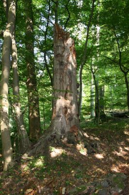 Třemošnice, 23.8.2012
Peklo u Hedvikova.



Klíčová slova: Třemošnice Peklo u Hedvikova