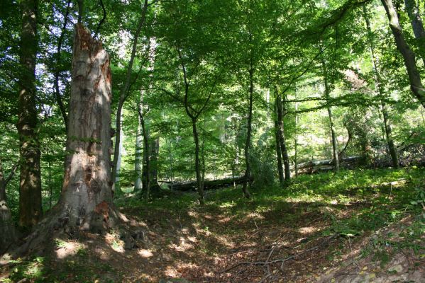 Třemošnice, 23.8.2012
Peklo u Hedvikova.



Klíčová slova: Třemošnice Peklo u Hedvikova