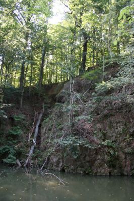 Třemošnice, 23.8.2012
Peklo u Hedvikova.


Klíčová slova: Třemošnice Peklo u Hedvikova